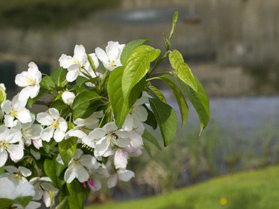Flower with Pond