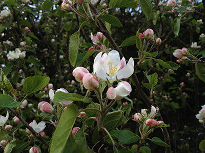 Blossom