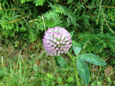 Clover