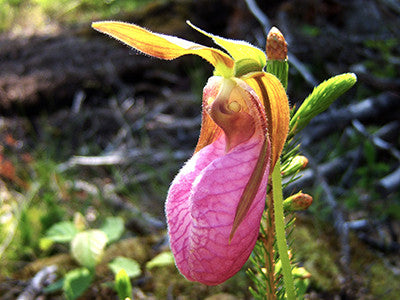 Showy Lady's Slipper