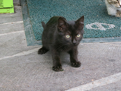 Black Kitten