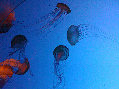 Jellyfish