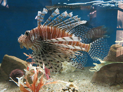 Lionfish