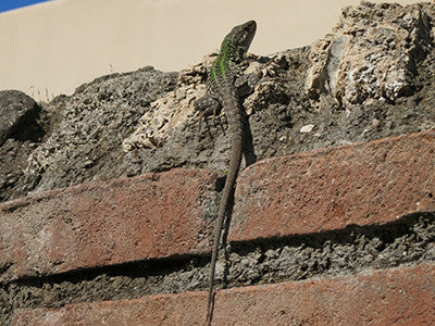 Lizard