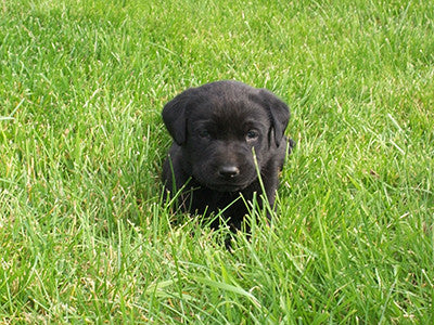 Black Lab Puppy