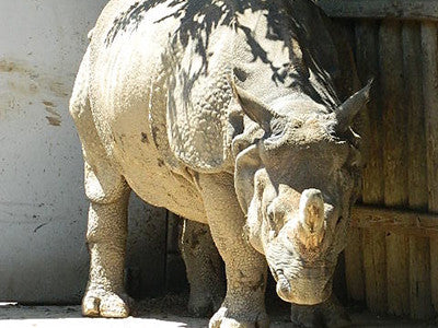 White Rhino 2