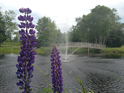 Lupine and Fountain 01
