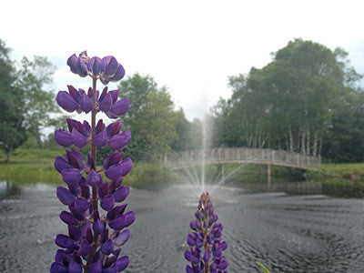 Lupine and Fountain 02