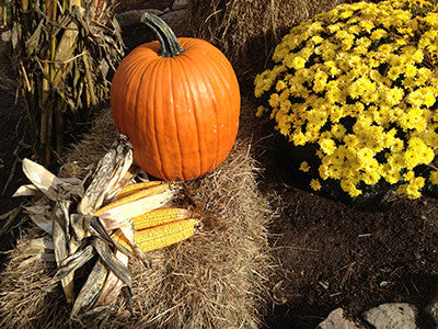 Thanksgiving Scene