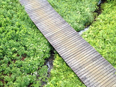 Looking Down upon the Bridge